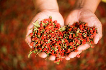 The Oil House | Dried Goji Berries | Wolfberries packed full of nutrients!